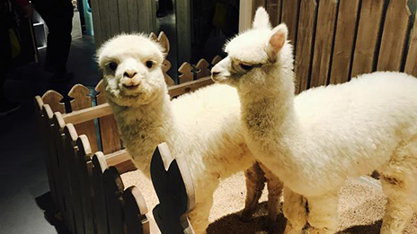 家居賣場開動物樂園，羊駝、土撥鼠等600只動物齊聚